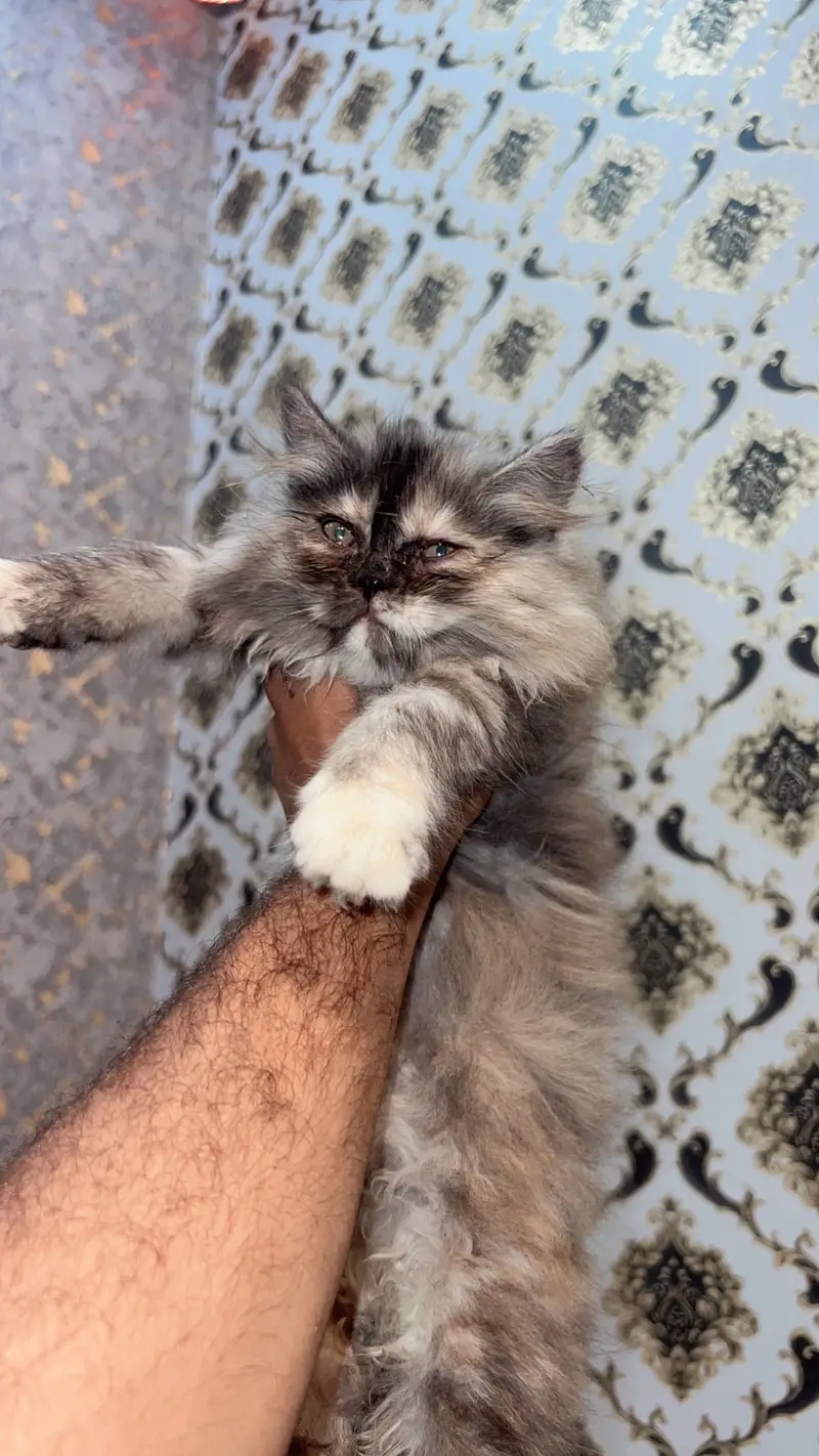 Persian Cat Triple Coat — photo 4