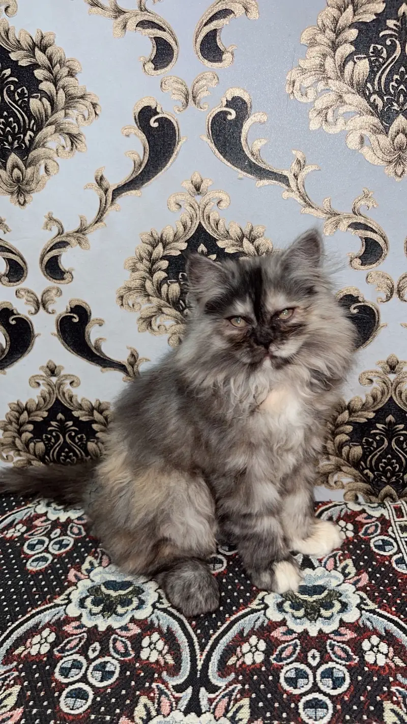 Persian Cat Triple Coat — photo 5