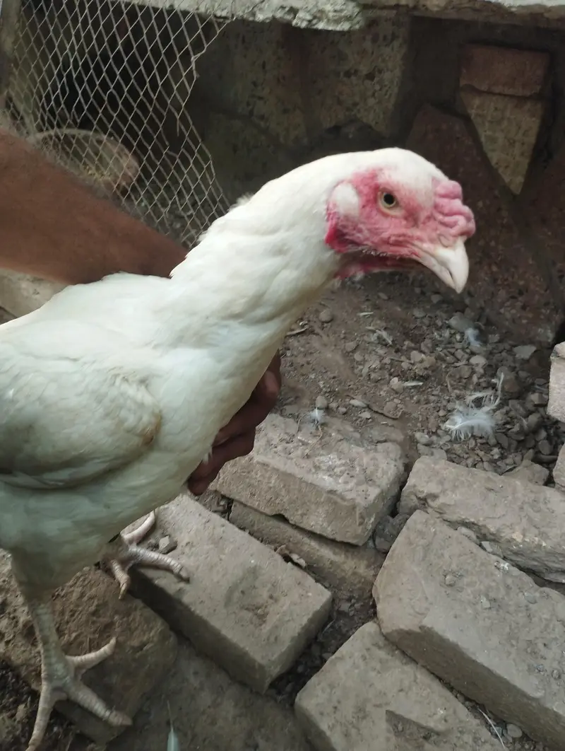 miawali Old blood line Hera pair — photo 2