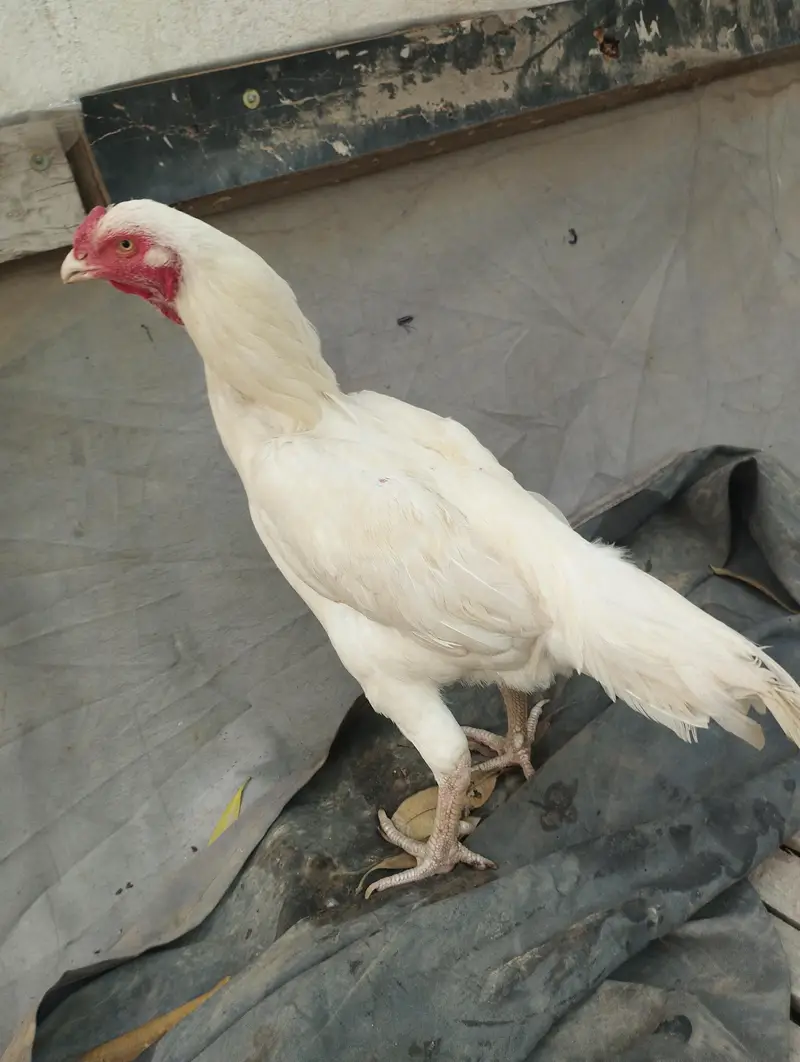miawali Old blood line Hera pair — photo 7