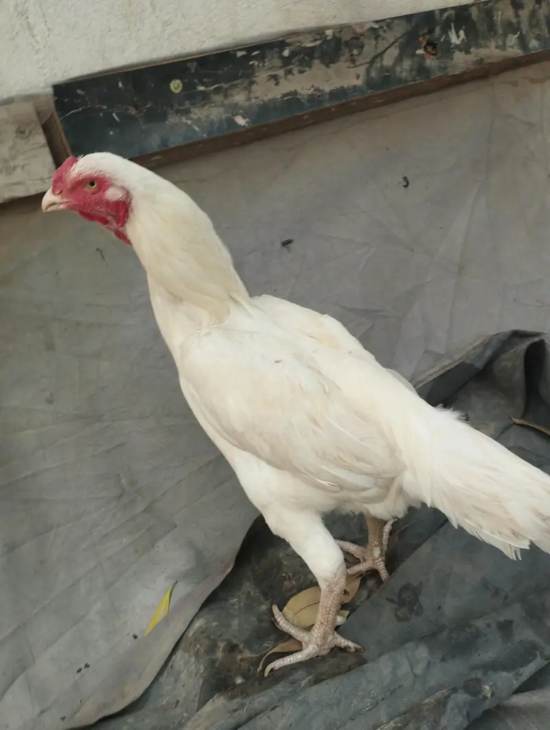 miawali Old blood line Hera pair — photo 8