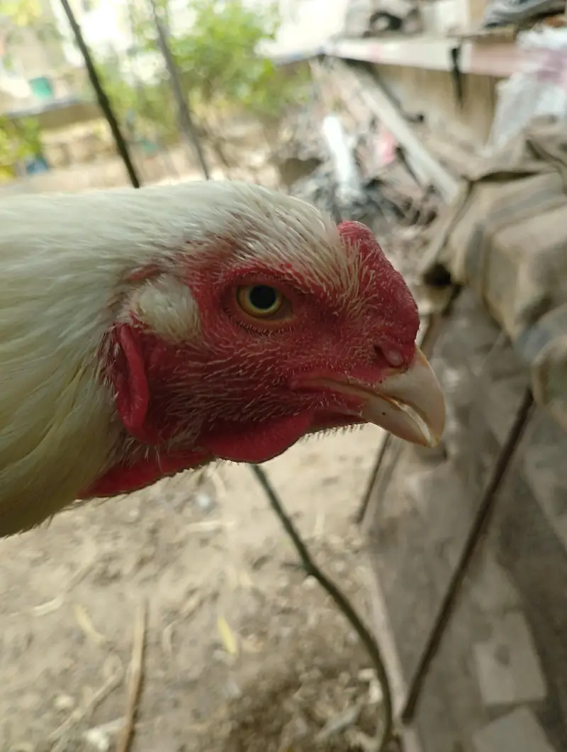 miawali Old blood line Hera pair — photo 9