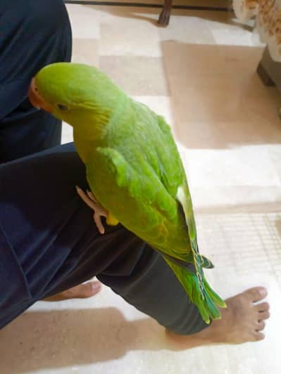 Fly tame and Hand tame ringneck parrot