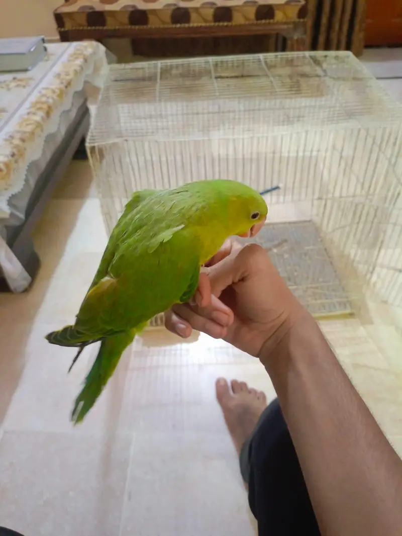 Fly tame and Hand tame ringneck parrot — photo 2