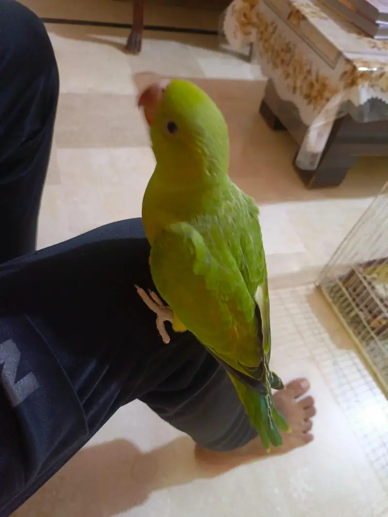 Fly tame and Hand tame ringneck parrot — photo 3