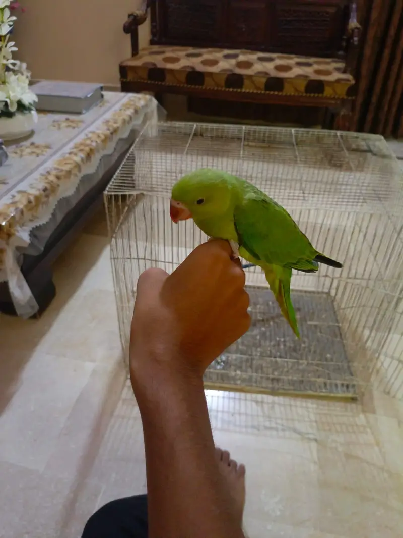 Fly tame and Hand tame ringneck parrot — photo 5