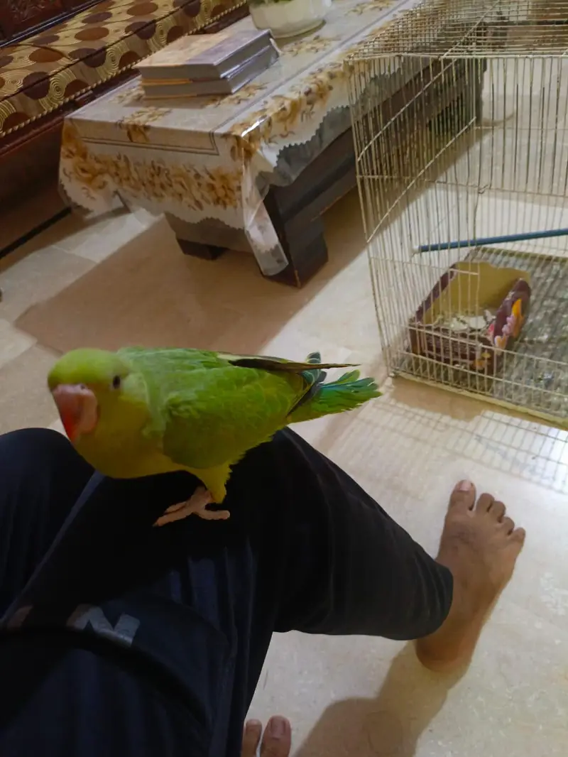 Fly tame and Hand tame ringneck parrot — photo 7