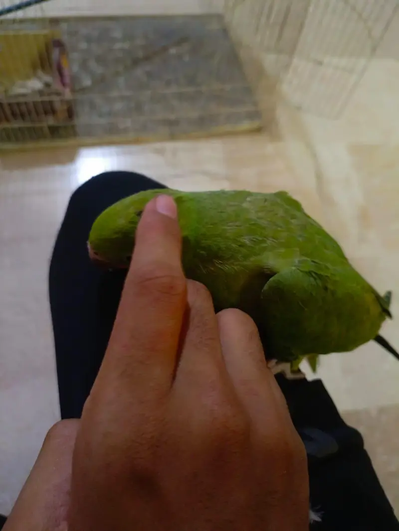 Fly tame and Hand tame ringneck parrot — photo 8