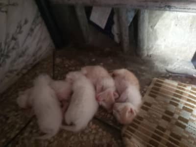 6 baby available hn . 03015094697. one kitten 15k.