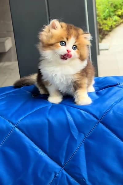 Persian kitten for sale my WhatsApp . 03317047936