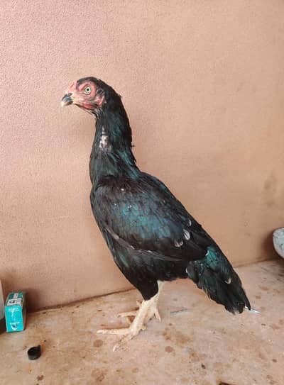 Aseel Mushka Lasani  | Aseel hen | male | Female | For sale