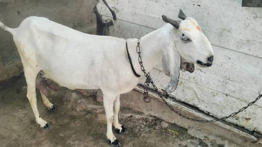 1.5 liter dodh guarantee k sath bakri for sale03230010522