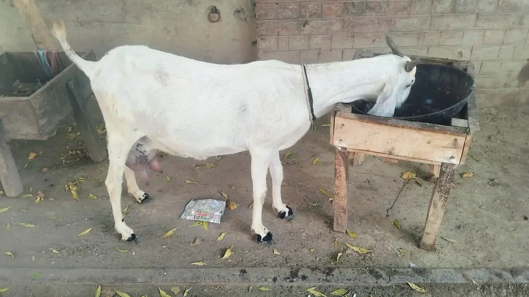 1.5 liter dodh guarantee k sath bakri for sale03230010522 — photo 2