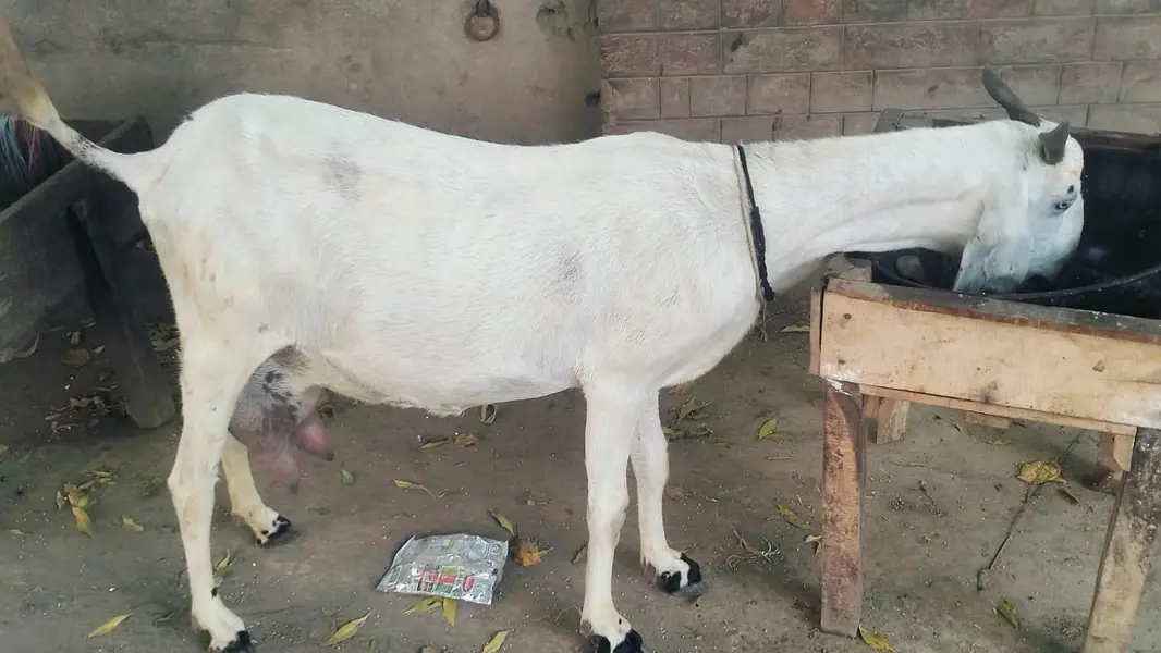 1.5 liter dodh guarantee k sath bakri for sale03230010522 — photo 3
