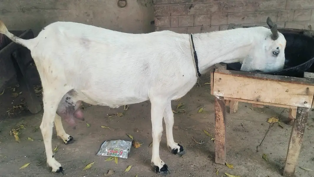 1.5 liter dodh guarantee k sath bakri for sale03230010522 — photo 4