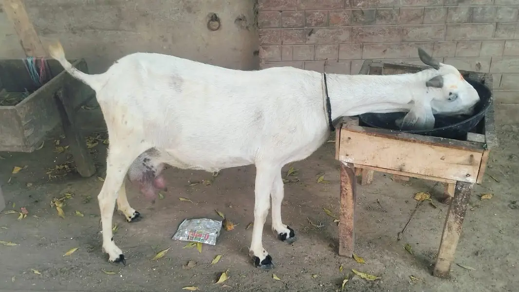 1.5 liter dodh guarantee k sath bakri for sale03230010522 — photo 5