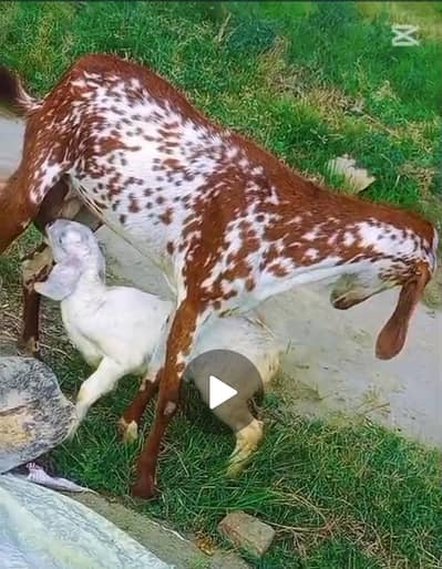 2 bakrian 1 bkra for sale 03335945694 what app