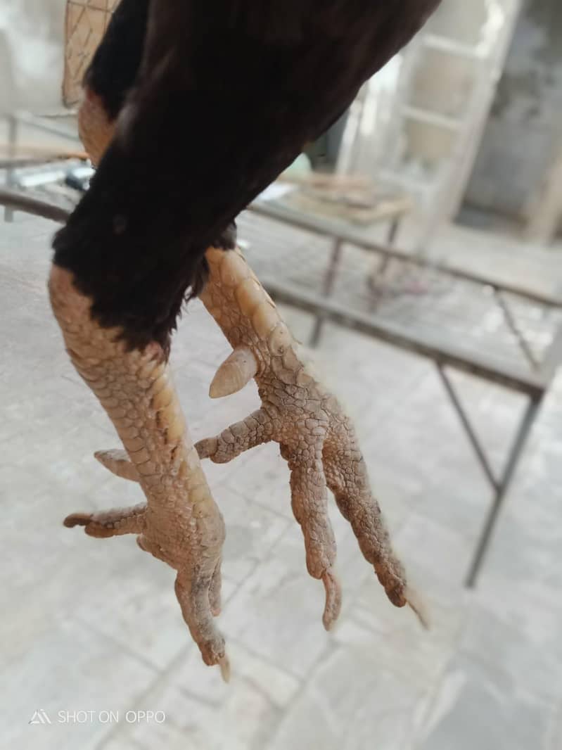 Aseel Java for sale 1