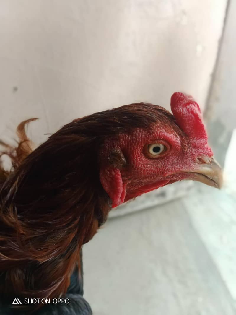 Aseel Java for sale 2