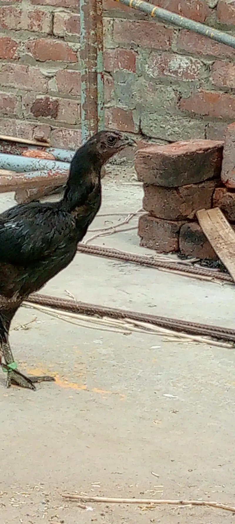 03416328431 — photo 4