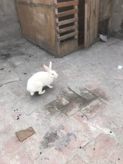 full breeders rabbit