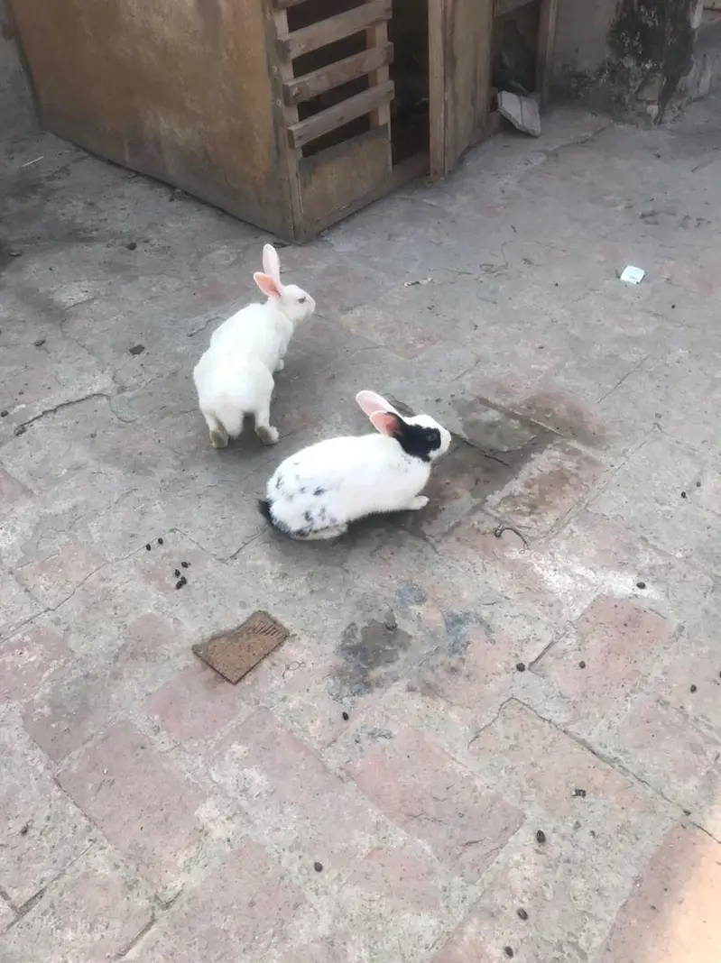 full breeders rabbit — photo 2