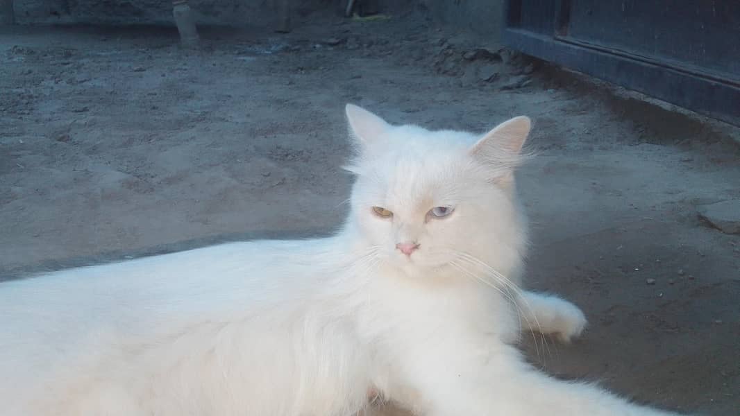 manoo 0