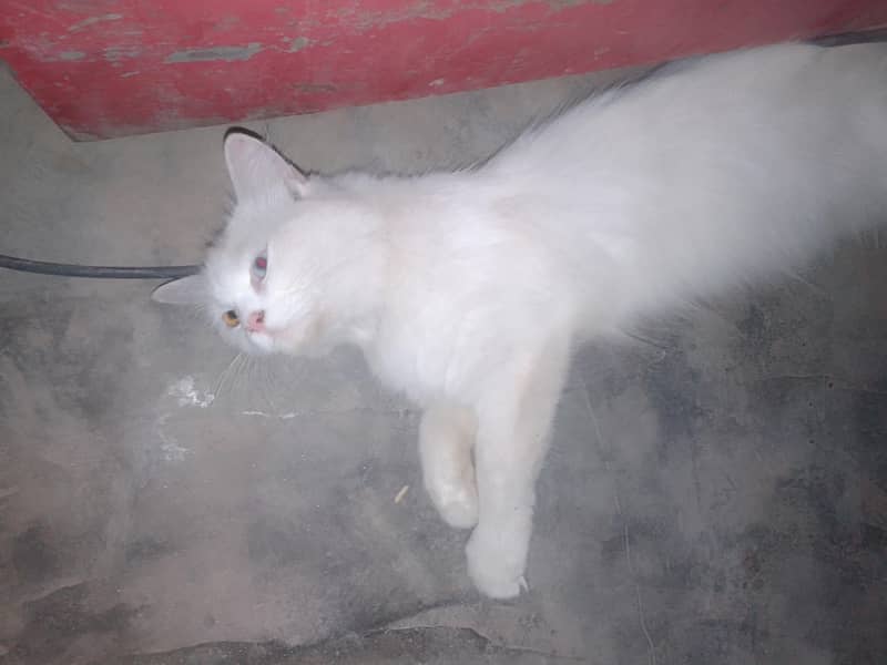 manoo 2
