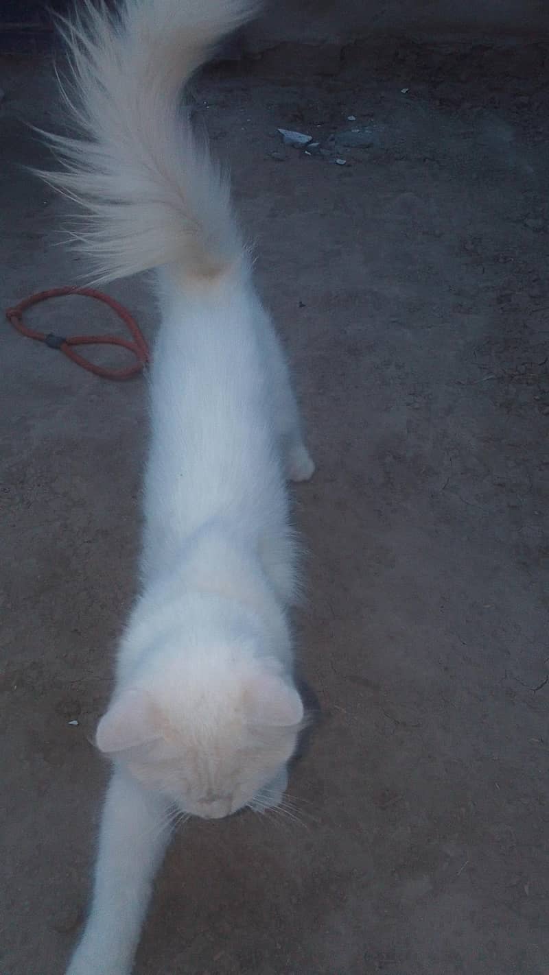 manoo 4
