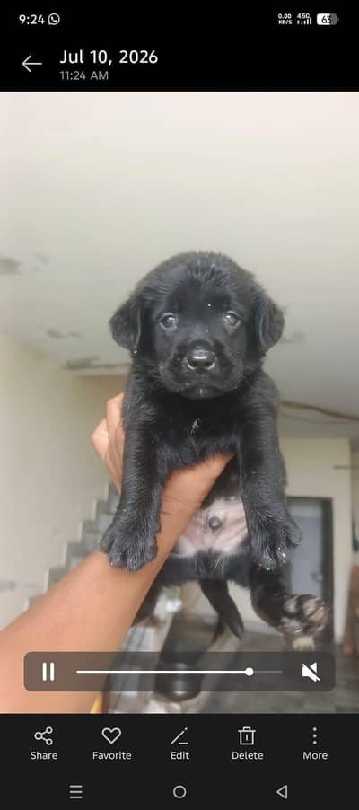 labrador puppies