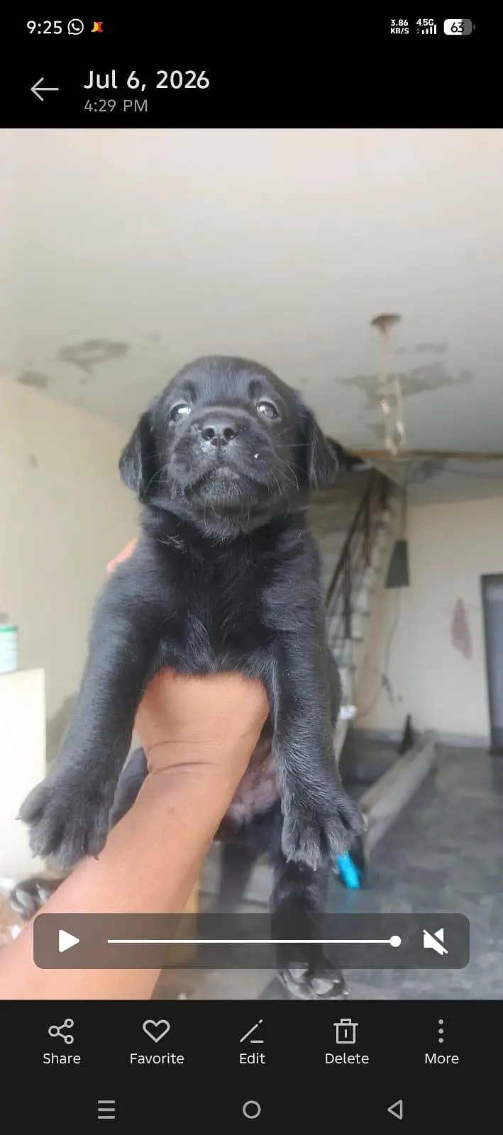 labrador puppies — photo 2