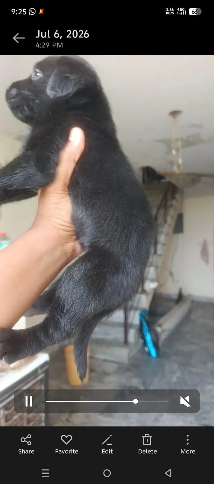 labrador puppies — photo 3