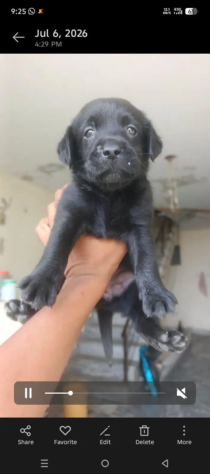 labrador puppies — photo 4