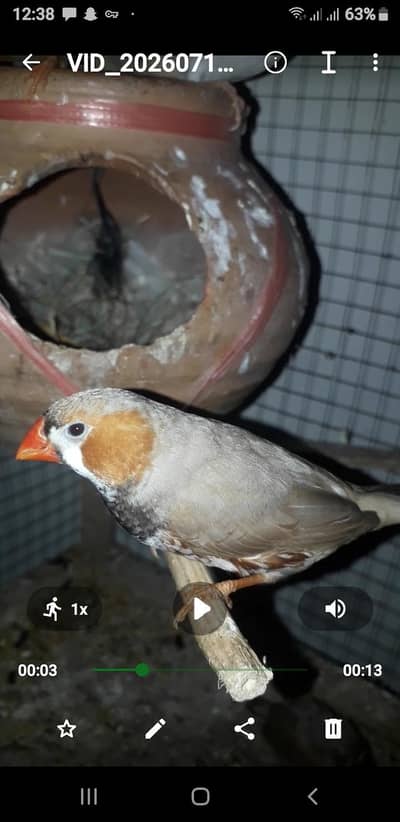 black breasted pide finch