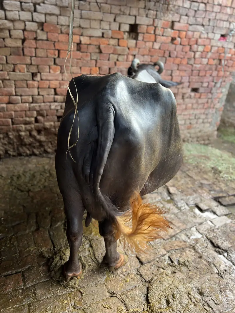 Bhens bacha deny wali ha 1 month ma — photo 2