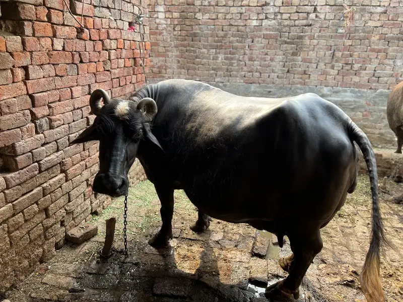 Bhens bacha deny wali ha 1 month ma — photo 4