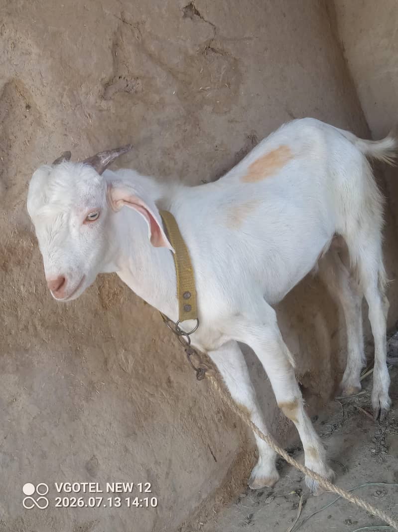 ڈیڈی بکرا ہے وائٹ کلر کا اچھی کوالٹی کے فور سیل گھر کا گھر کا پلا ہوا 1
