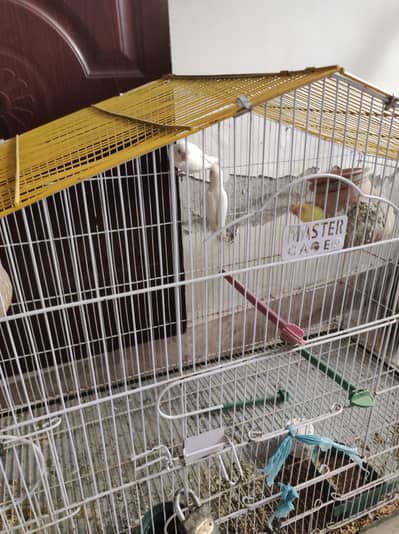 lovebird pair available,and cage also