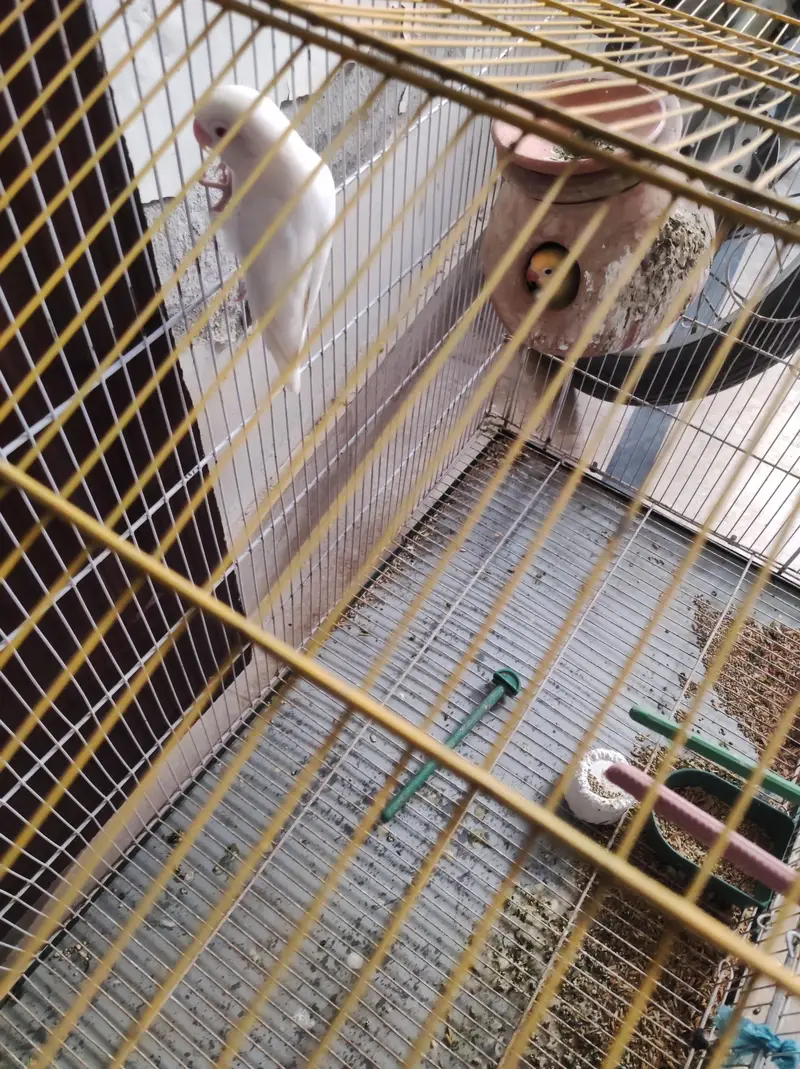 lovebird pair available,and cage also — photo 2
