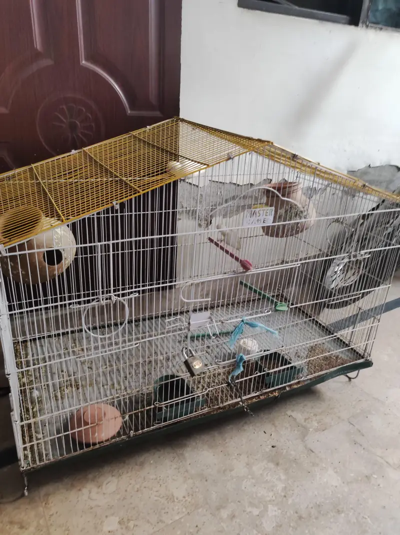 lovebird pair available,and cage also — photo 3