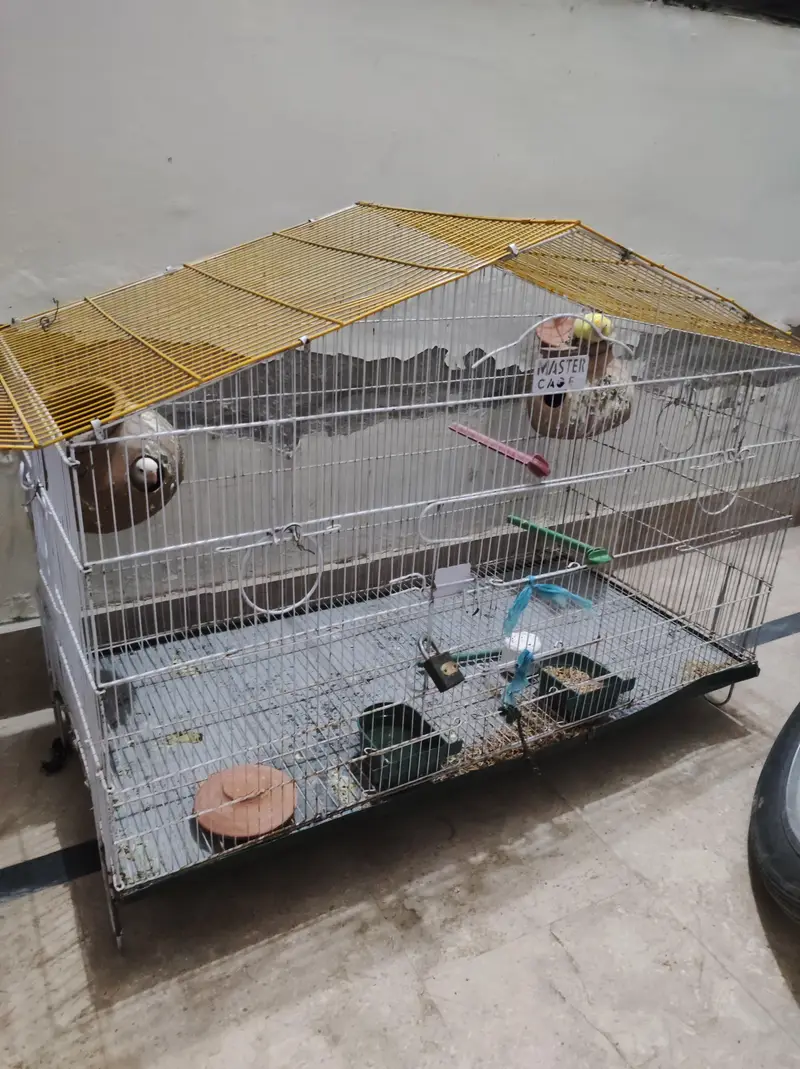 lovebird pair available,and cage also — photo 6