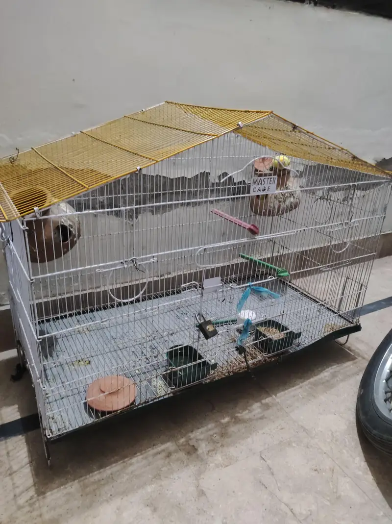 lovebird pair available,and cage also — photo 7