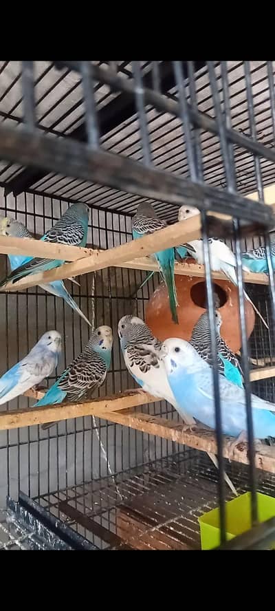 budgies paroots o32o6441878