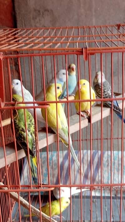 4 breeder 11 pathay budgies paroots o32o6441878