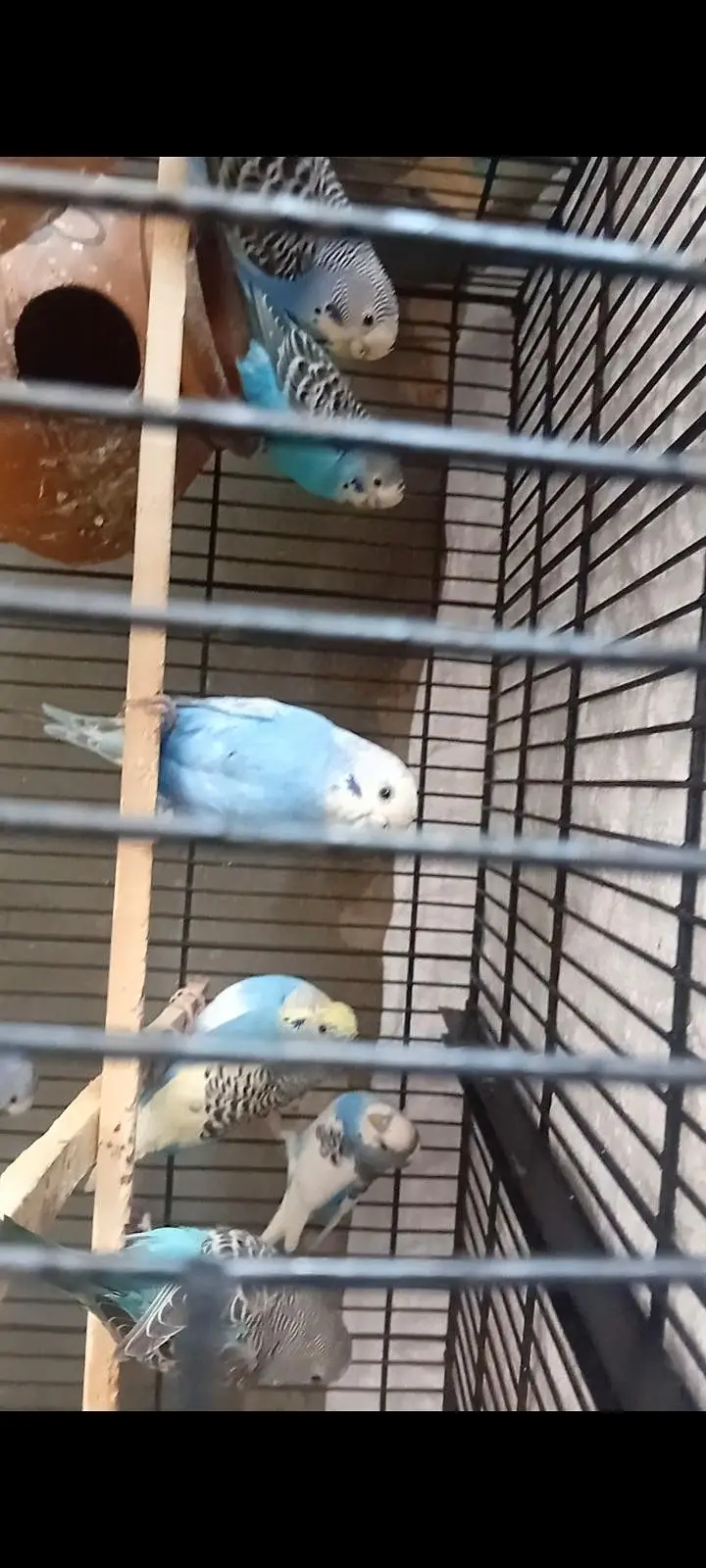 budgies paroots o32o6441878 — photo 3