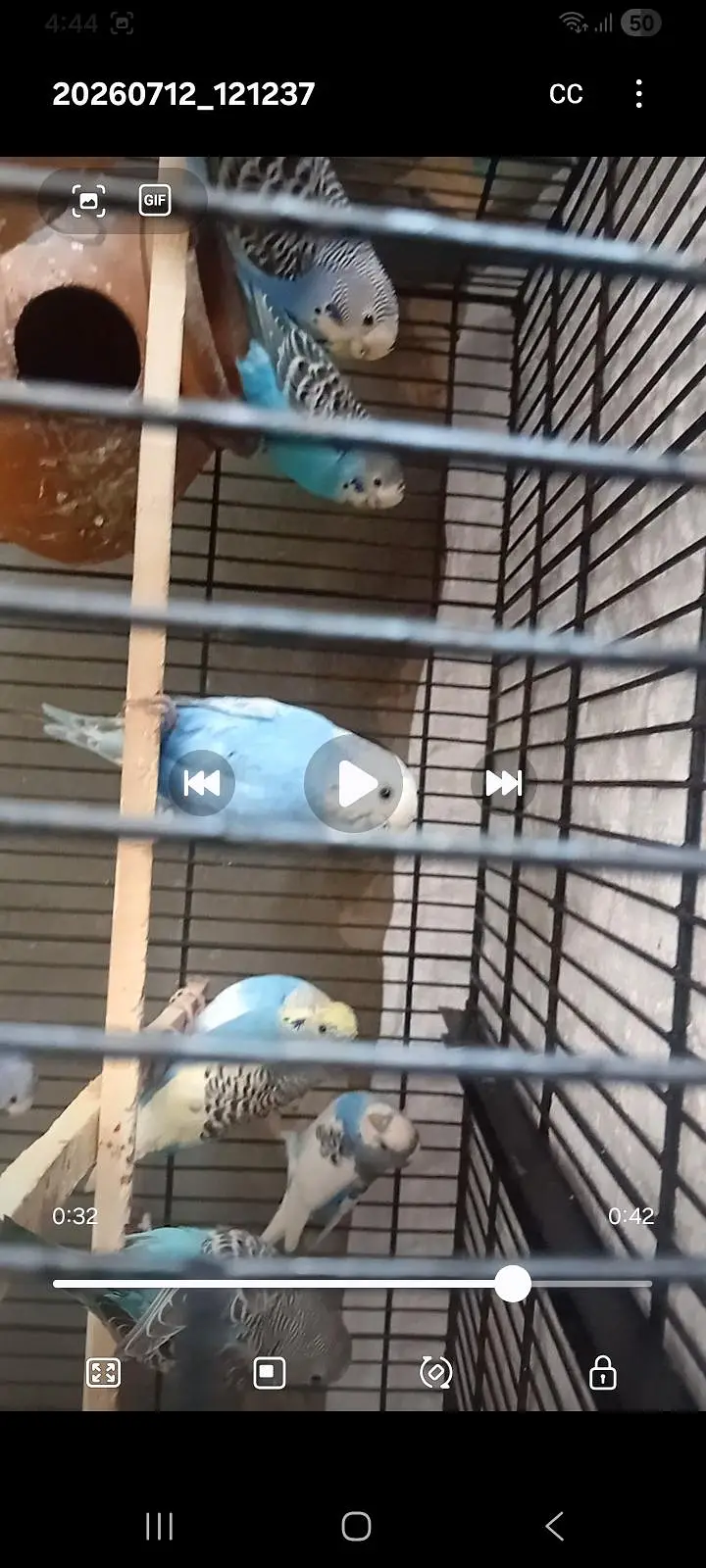 budgies paroots o32o6441878 — photo 4