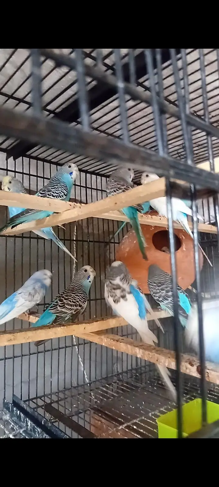 budgies paroots o32o6441878 — photo 5