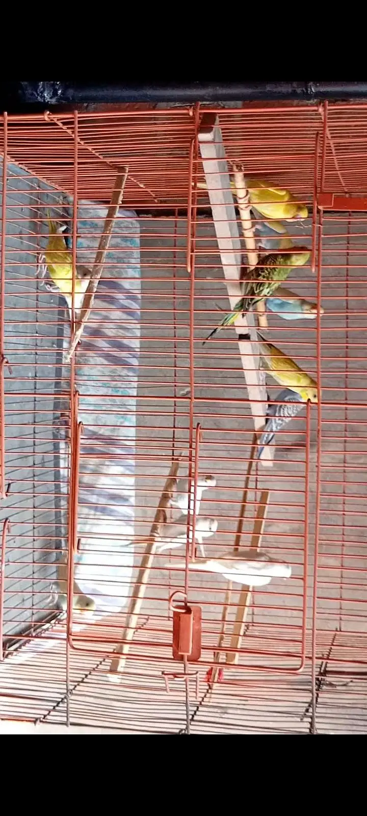 budgies paroots o32o6441878 — photo 6