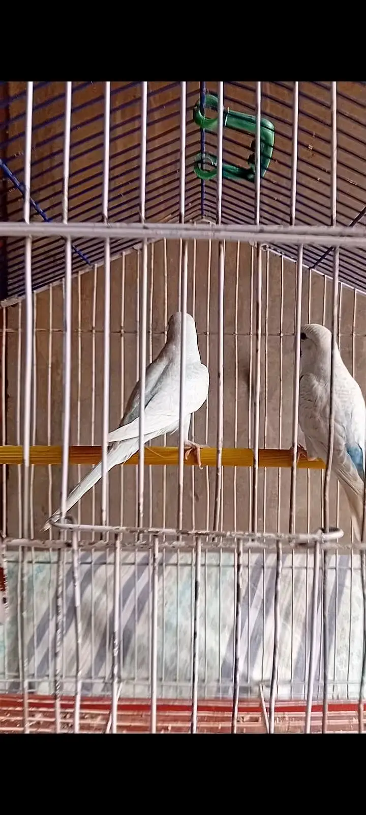budgies paroots o32o6441878 — photo 7