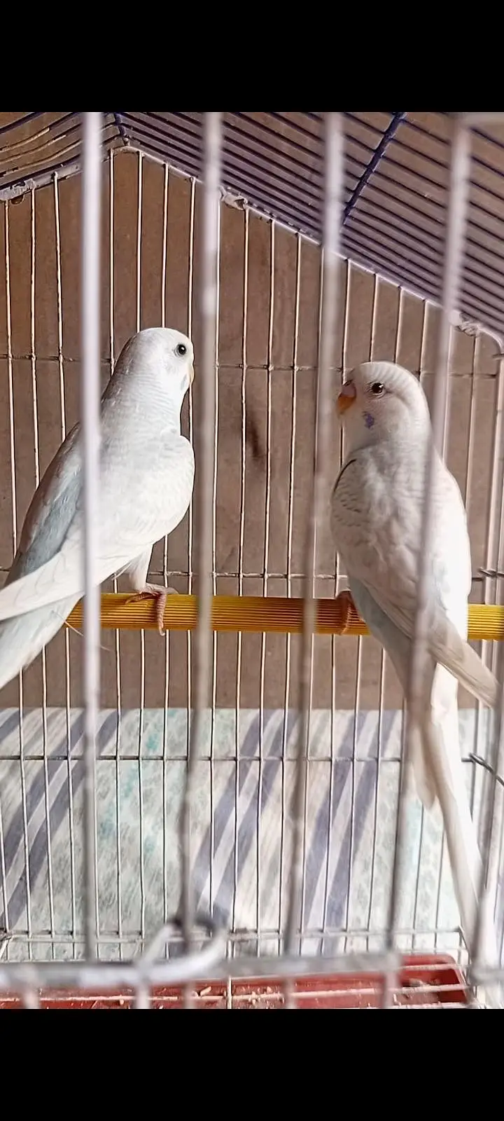 budgies paroots o32o6441878 — photo 8